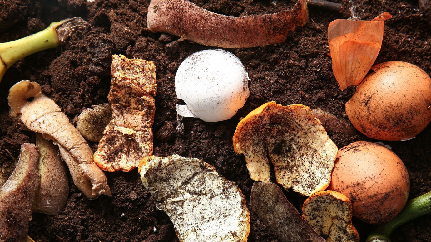 A Guide to Composting Coffee Grounds and Eggshells
