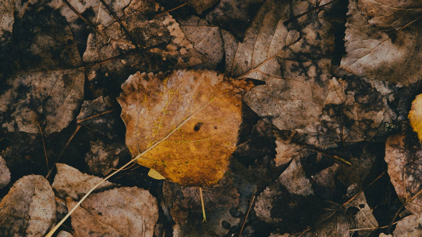Composting Hacks for Fall