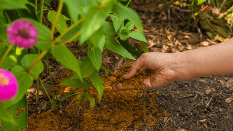 Composting: What Do Plants Really Need